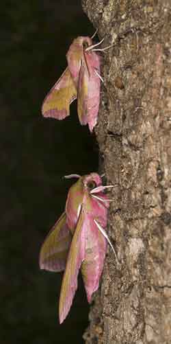 Elephant Hawk-moth and Small Elephant Hawk-moth